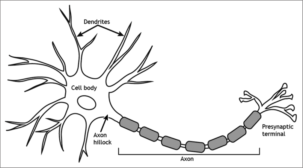 Biological neuron.